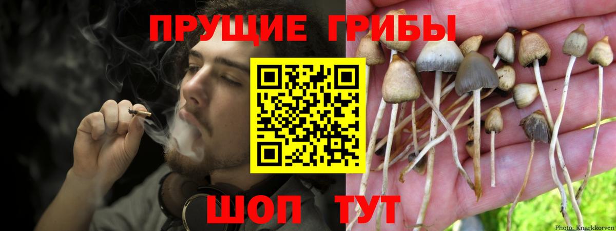 Псилоцибиновые грибы Psilocybe  Вход с VPN  Луга  Псилоцибиновые грибы Magic Shrooms 